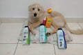 Kit Banho de Spa em Casa: Escova PetBrush a Vapor + Shampoo 5 em 1 + Perfumes Premium